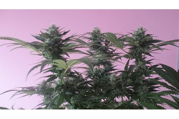 Sticky Beast (Zamnesia Seeds) Feminized