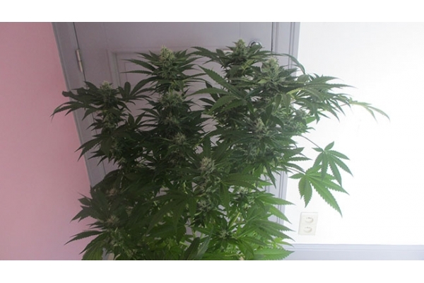 Sticky Beast (Zamnesia Seeds) Feminized