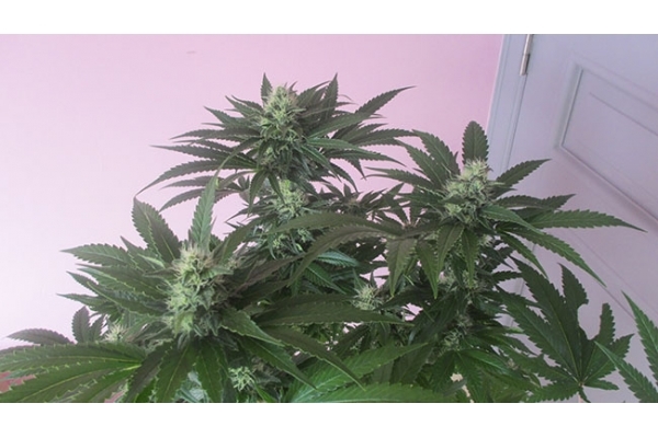 Sticky Beast (Zamnesia Seeds) Feminized