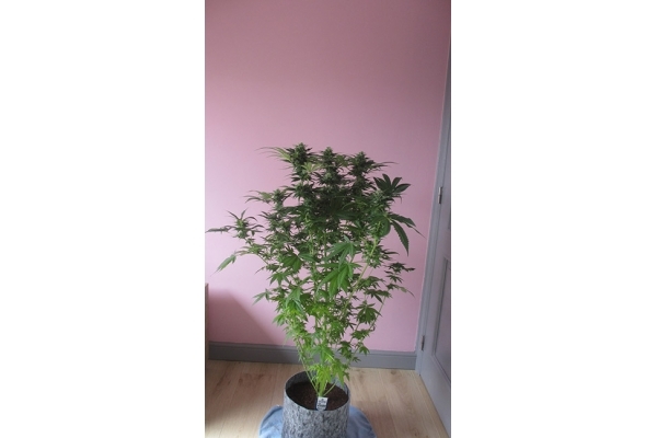 Sticky Beast (Zamnesia Seeds) Feminized