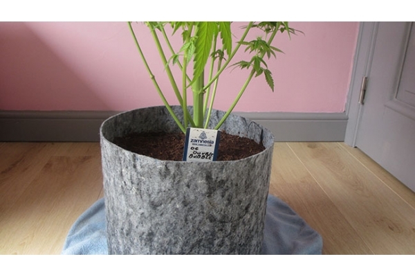 Sticky Beast (Zamnesia Seeds) Feminized