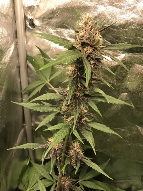 Auto Purple CousKush (Zamnesia Seeds) Feminized Auto Purple CousKush (Zamnesia Seeds) Feminized