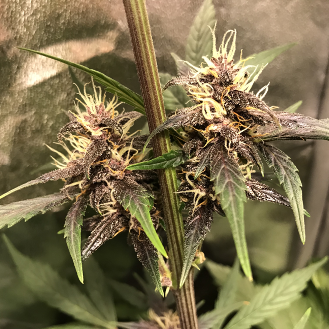 Auto Purple CousKush (Zamnesia Seeds) Feminized Auto Purple CousKush (Zamnesia Seeds) Feminized