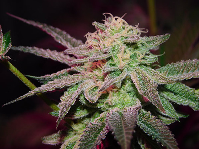 Gelato (Zamnesia Seeds) feminized Gelato (Zamnesia Seeds) feminized