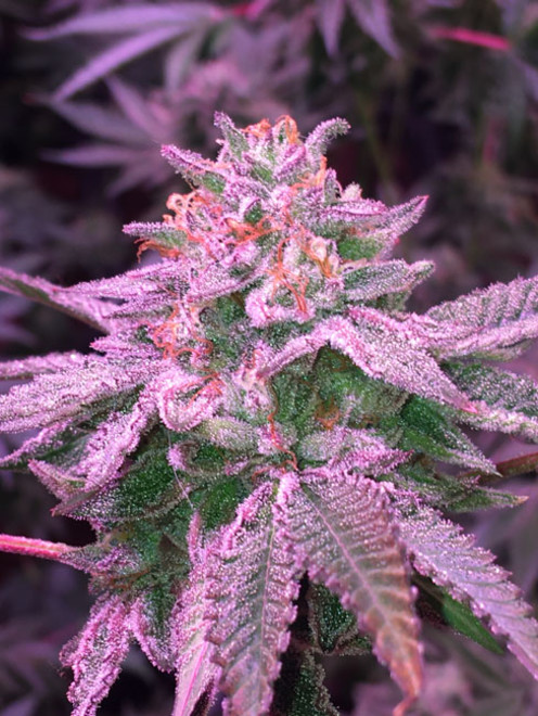 Gelato (Zamnesia Seeds) feminized Gelato (Zamnesia Seeds) feminized