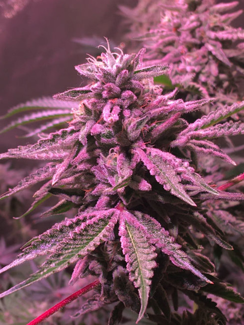 Gelato (Zamnesia Seeds) feminized Gelato (Zamnesia Seeds) feminized