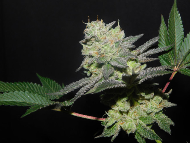 Gelato (Zamnesia Seeds) feminized Gelato (Zamnesia Seeds) feminized