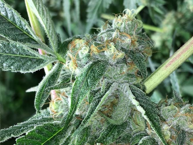 Wifi 43 x Do-Si-Dos (Philosopher Seeds x Zamnesia) feminized Wifi 43 x Do-Si-Dos (Philosopher Seeds x Zamnesia) feminized