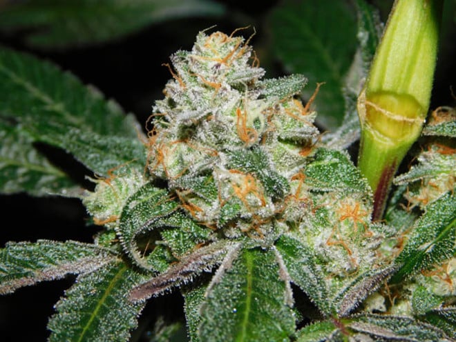 Wifi 43 x Do-Si-Dos (Philosopher Seeds x Zamnesia) feminized Wifi 43 x Do-Si-Dos (Philosopher Seeds x Zamnesia) feminized