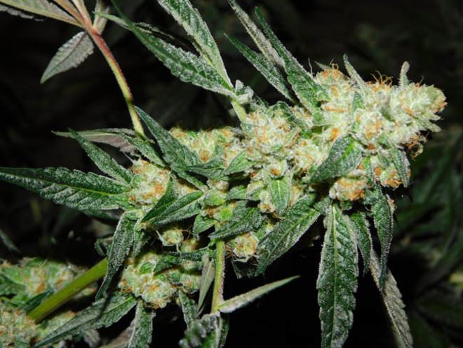 Wifi 43 x Do-Si-Dos (Philosopher Seeds x Zamnesia) feminized Wifi 43 x Do-Si-Dos (Philosopher Seeds x Zamnesia) feminized