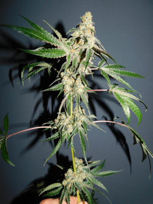 Wifi 43 x Do-Si-Dos (Philosopher Seeds x Zamnesia) feminized Wifi 43 x Do-Si-Dos (Philosopher Seeds x Zamnesia) feminized