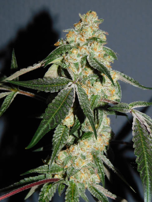 Wifi 43 x Do-Si-Dos (Philosopher Seeds x Zamnesia) feminized Wifi 43 x Do-Si-Dos (Philosopher Seeds x Zamnesia) feminized