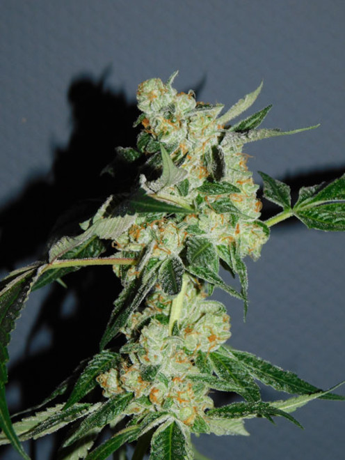 Wifi 43 x Do-Si-Dos (Philosopher Seeds x Zamnesia) feminized Wifi 43 x Do-Si-Dos (Philosopher Seeds x Zamnesia) feminized