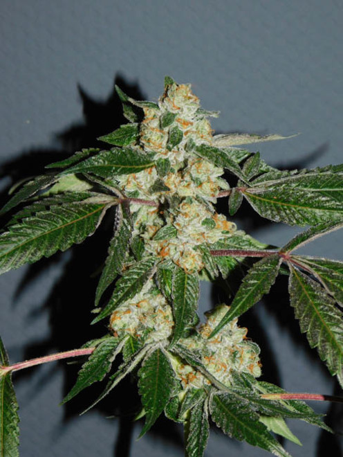 Wifi 43 x Do-Si-Dos (Philosopher Seeds x Zamnesia) feminized Wifi 43 x Do-Si-Dos (Philosopher Seeds x Zamnesia) feminized
