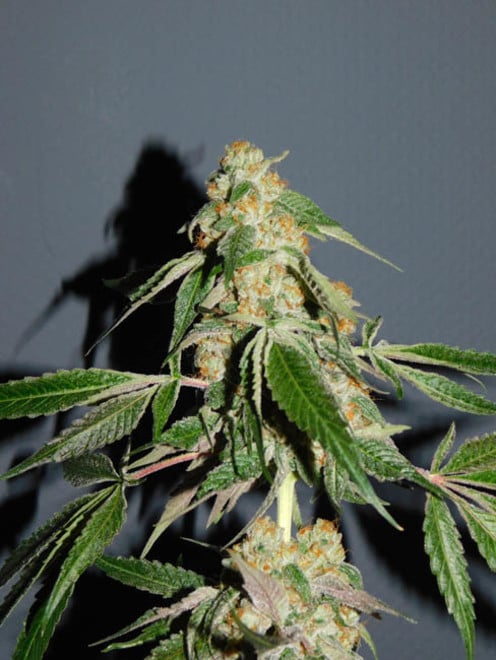 Wifi 43 x Do-Si-Dos (Philosopher Seeds x Zamnesia) feminized Wifi 43 x Do-Si-Dos (Philosopher Seeds x Zamnesia) feminized
