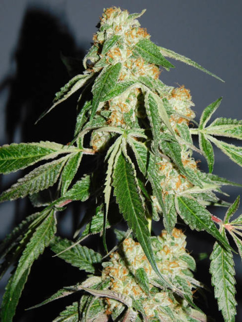 Wifi 43 x Do-Si-Dos (Philosopher Seeds x Zamnesia) feminized Wifi 43 x Do-Si-Dos (Philosopher Seeds x Zamnesia) feminized