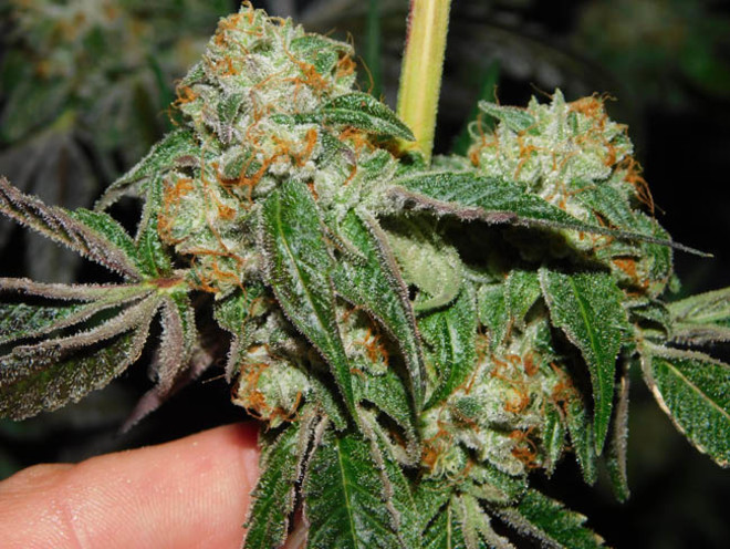 Wifi 43 x Do-Si-Dos (Philosopher Seeds x Zamnesia) feminized Wifi 43 x Do-Si-Dos (Philosopher Seeds x Zamnesia) feminized