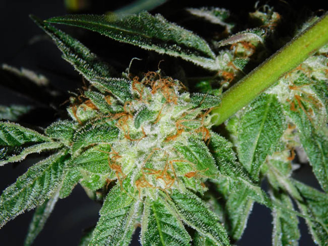 Wifi 43 x Do-Si-Dos (Philosopher Seeds x Zamnesia) feminized Wifi 43 x Do-Si-Dos (Philosopher Seeds x Zamnesia) feminized