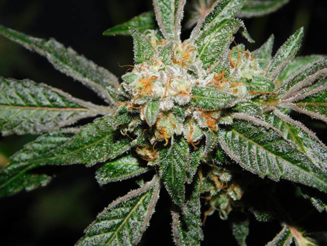 Wifi 43 x Do-Si-Dos (Philosopher Seeds x Zamnesia) feminized Wifi 43 x Do-Si-Dos (Philosopher Seeds x Zamnesia) feminized