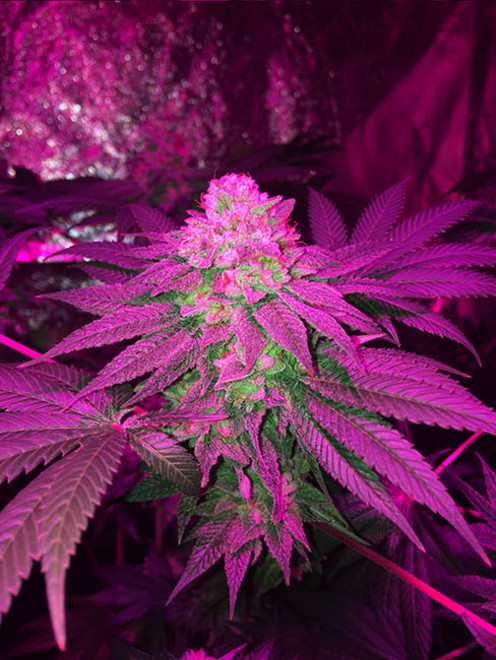 Glookies (Barney's Farm) feminized