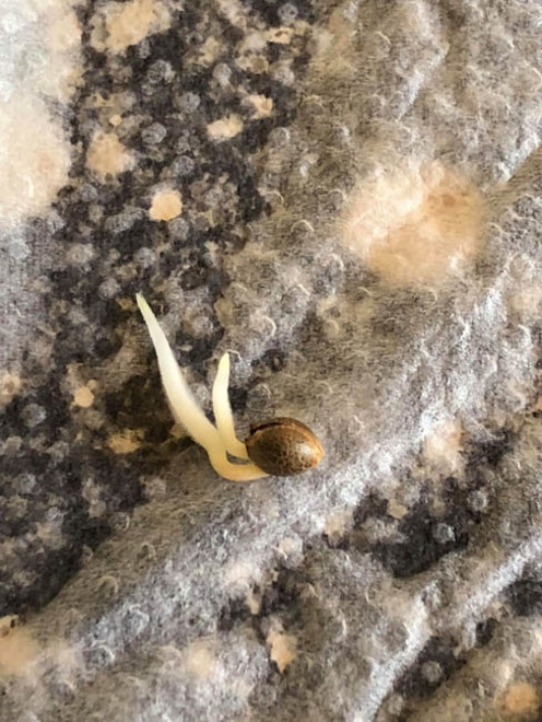 Purple Punch (Zamnesia Seeds) feminized Purple Punch (Zamnesia Seeds) feminized