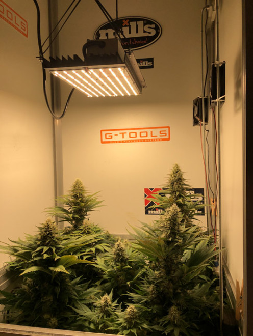 Purple Punch (Zamnesia Seeds) feminized Purple Punch (Zamnesia Seeds) feminized