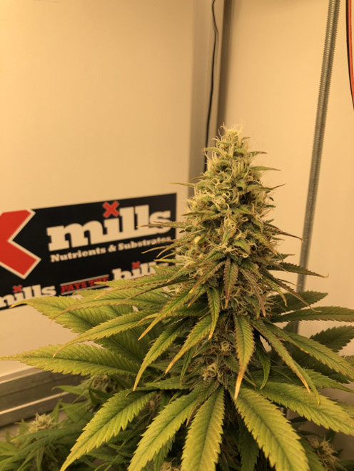 Purple Punch (Zamnesia Seeds) feminized Purple Punch (Zamnesia Seeds) feminized