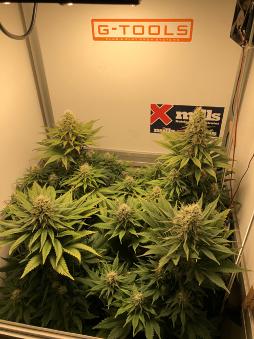 Purple Punch (Zamnesia Seeds) feminized Purple Punch (Zamnesia Seeds) feminized