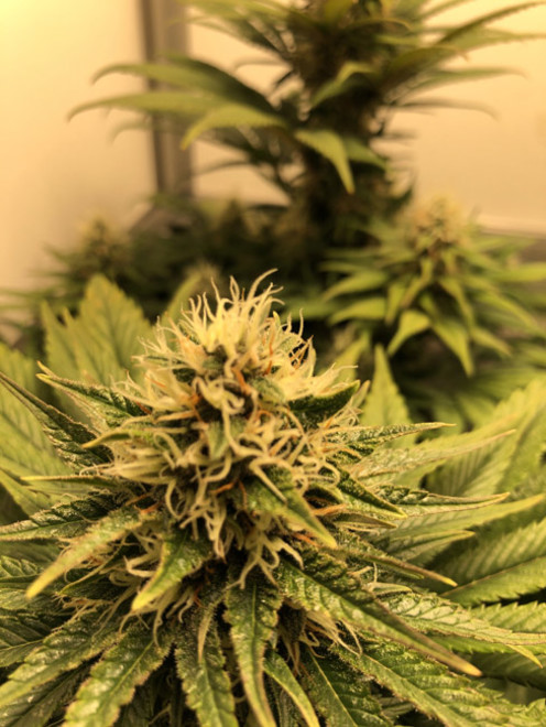Purple Punch (Zamnesia Seeds) feminized Purple Punch (Zamnesia Seeds) feminized