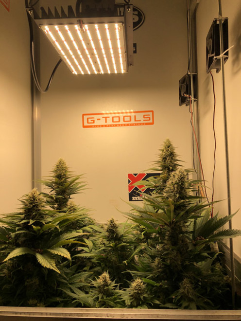 Purple Punch (Zamnesia Seeds) feminized Purple Punch (Zamnesia Seeds) feminized