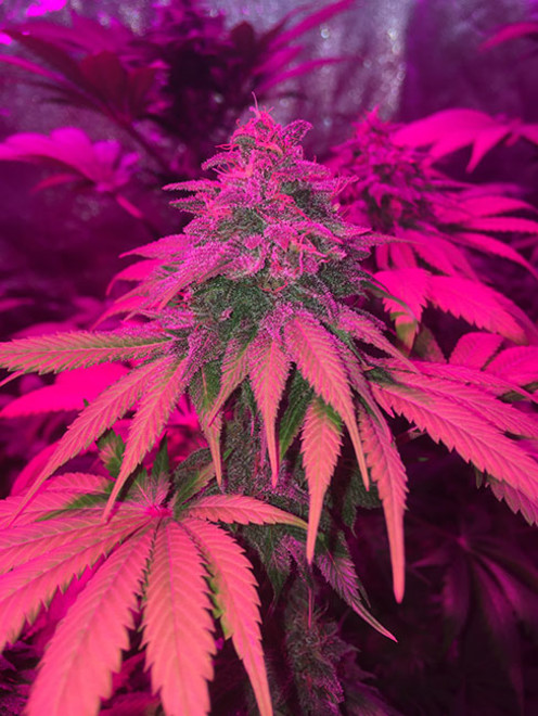 Purple Punch (Zamnesia Seeds) feminized Purple Punch (Zamnesia Seeds) feminized