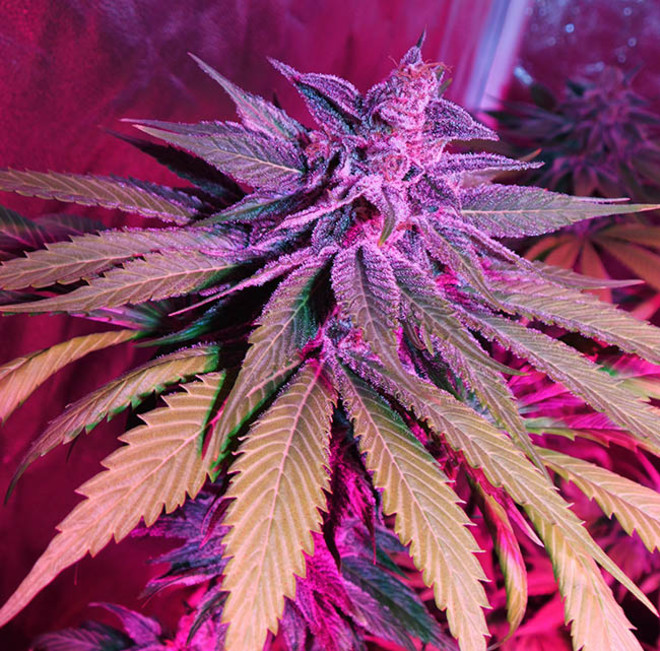 Purple Punch (Zamnesia Seeds) feminized Purple Punch (Zamnesia Seeds) feminized