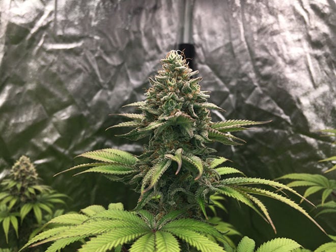 Runtz (Zamnesia Seeds) feminized Runtz (Zamnesia Seeds) feminized