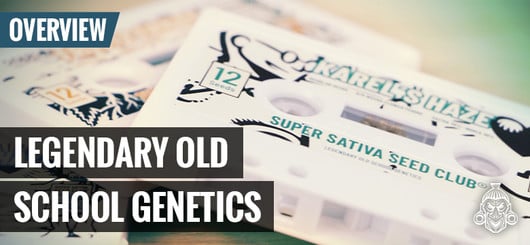 Old School Cannabis Genetica | Super Sativa Seed Club